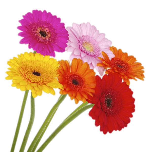 Букет гербер на прозрачном фоне