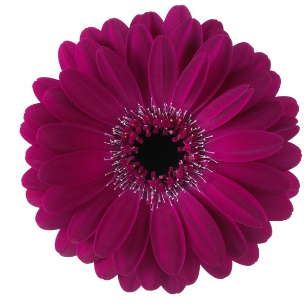 Трансваальская Маргаритка