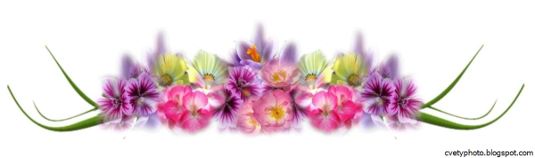 Узкие горизонтальные цветы