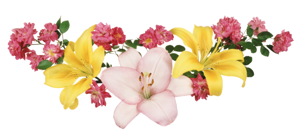 Цветы на прозрачном фоне горизонтальные