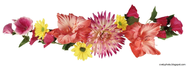 Полоса из цветов на белом фоне