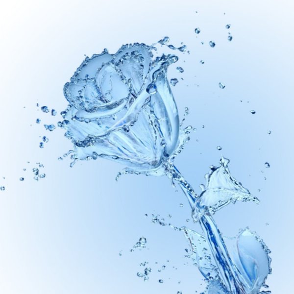 Роза в воде на прозрачном фоне