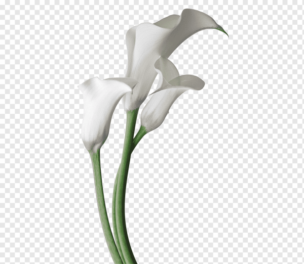 Каллы цветы на белом фоне