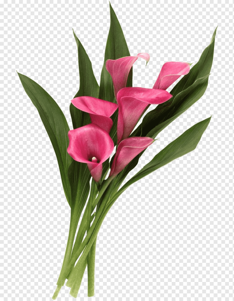 Каллы цветы срезка