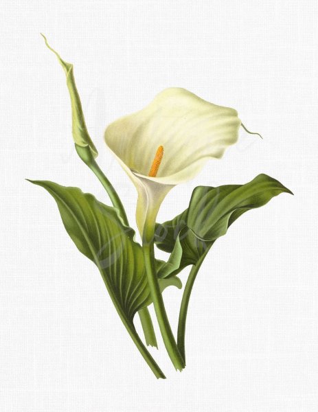 Калла arum Lily