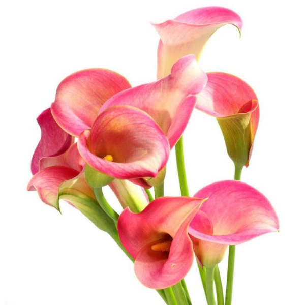 Зантедеския микс