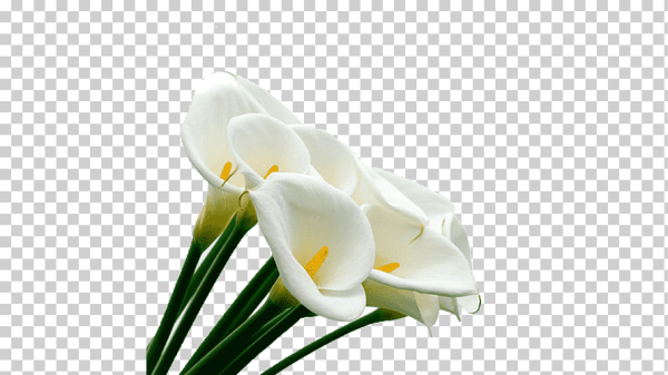 Каллы на прозрачном фоне