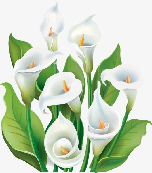 Каллы вектор