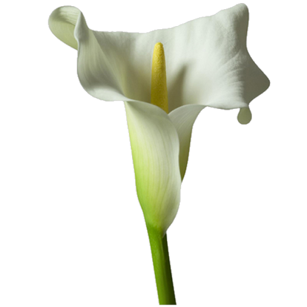 Arum Lily цветок