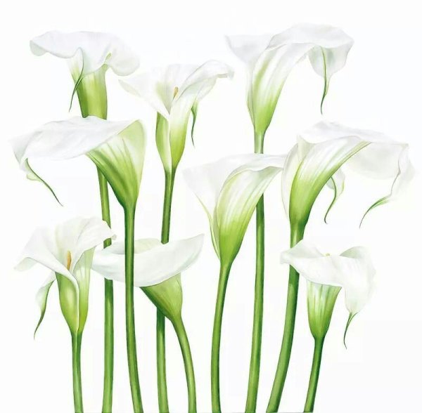 Каллы акварелью