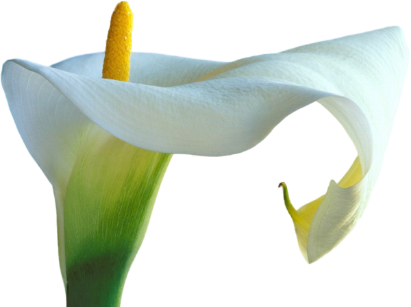 Каллы цветы на белом фоне