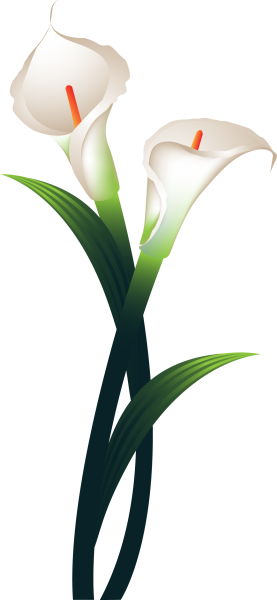 Каллы на прозрачном фоне