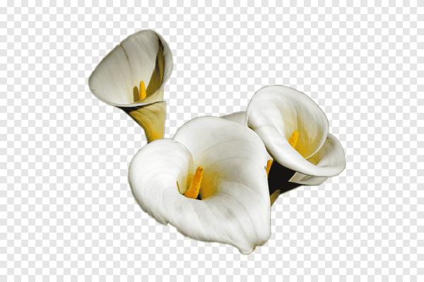 Каллы цветы на белом фоне