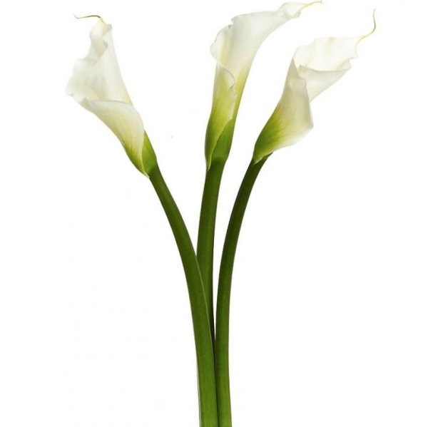 White Calla Lilies