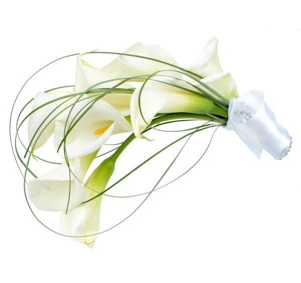 Каллы на белом фоне