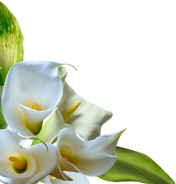 Каллы цветы