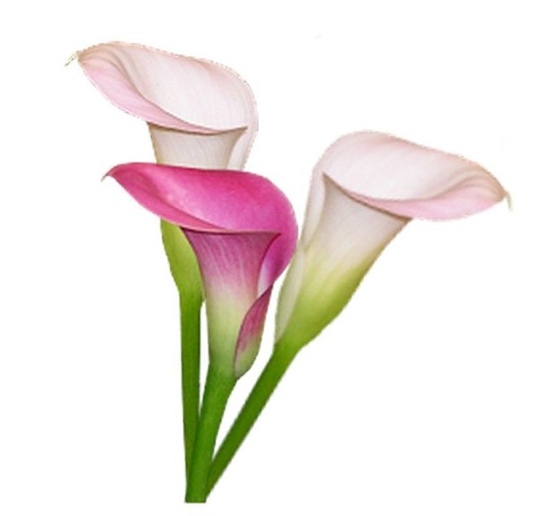 Стебель каллы