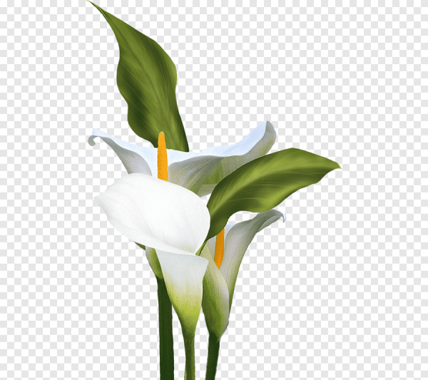 Каллы на прозрачном фоне