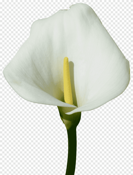 Калла arum Lily