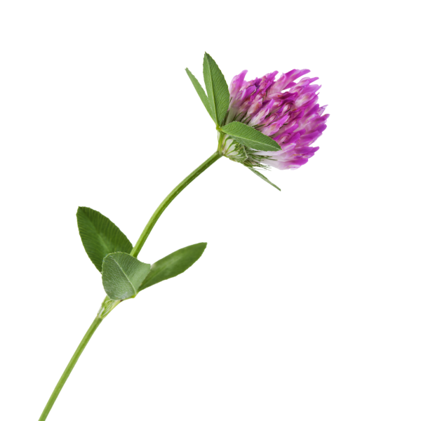 Клевер полевой на белом фоне