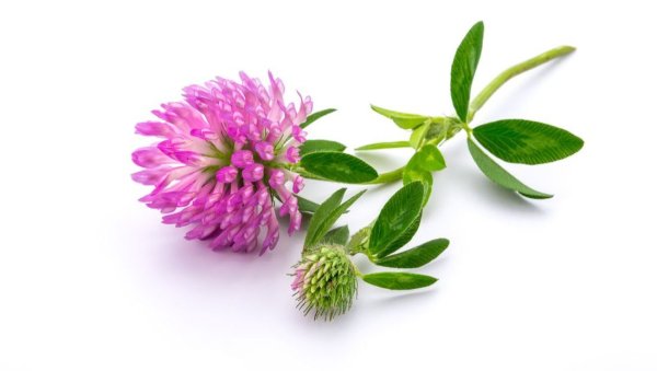 Клевер Луговой пучок