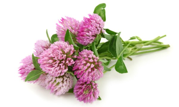 Клевер цветок на прозрачном фоне