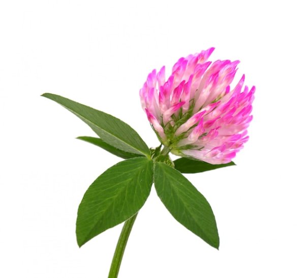 Клевер красный Луговой на белом фоне