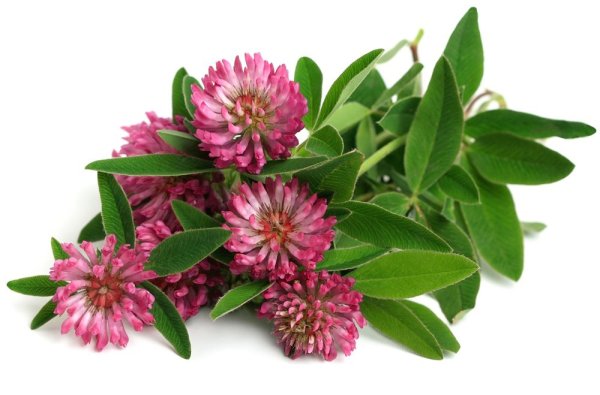 Клевер красный Луговой на белом фоне