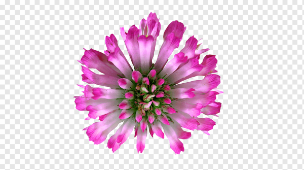 Клевер цветок на прозрачном фоне