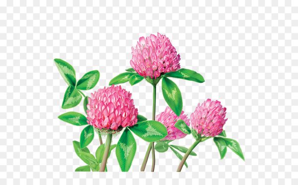 Цветы клевера