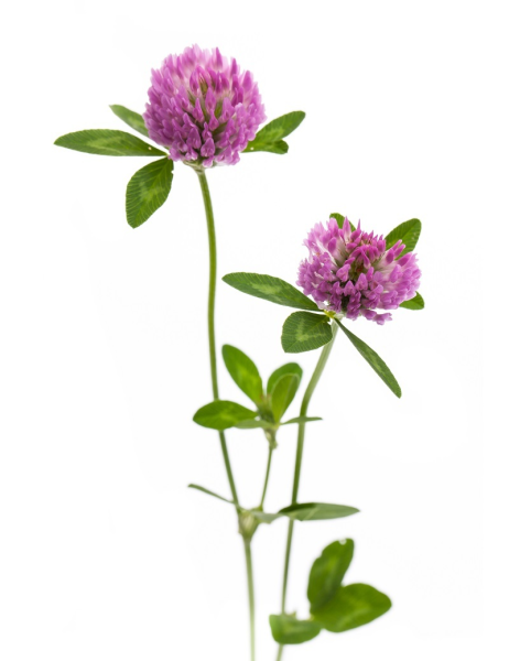 Клевер полевой на белом фоне