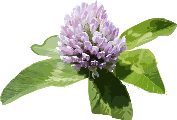 Клевер цветок на прозрачном фоне