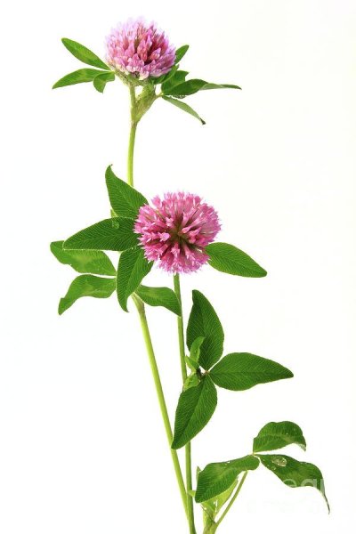 Клевер Луговой белый