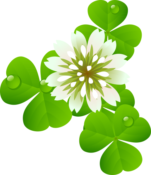 Клевер трилистник на белом фоне