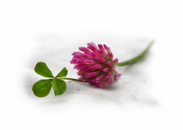 Ветка клевера