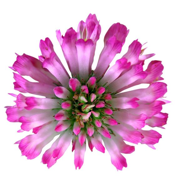 Красный Клевер на прозрачном фоне