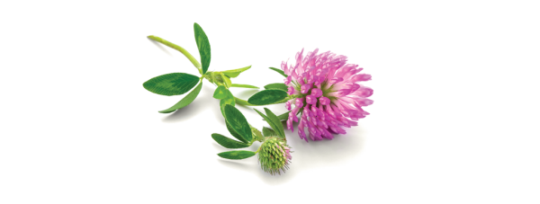 Клевер Луговой на белом фоне