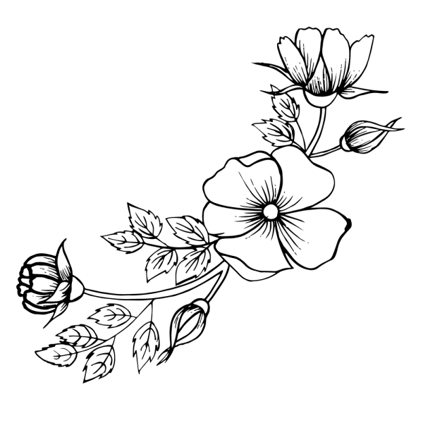 Цветы карандашом без фона