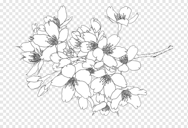 Контур цветка без фона