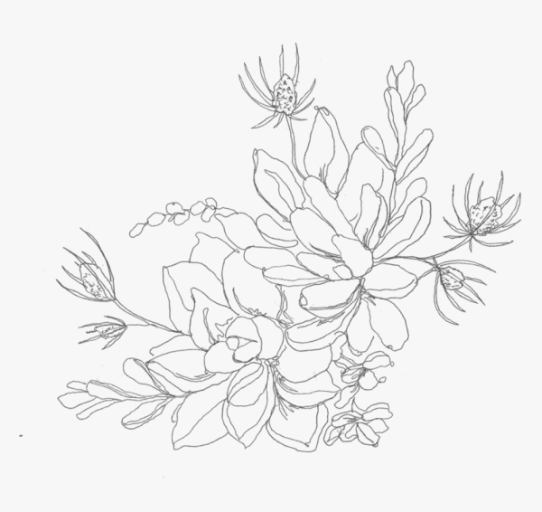 Контур цветка на прозрачном фоне