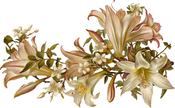 Лилии на прозрачном фоне