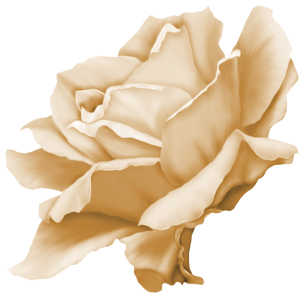 Коричневые цветы на прозрачном фоне