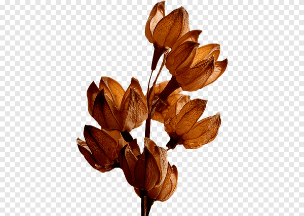 Коричневые цветы без фона