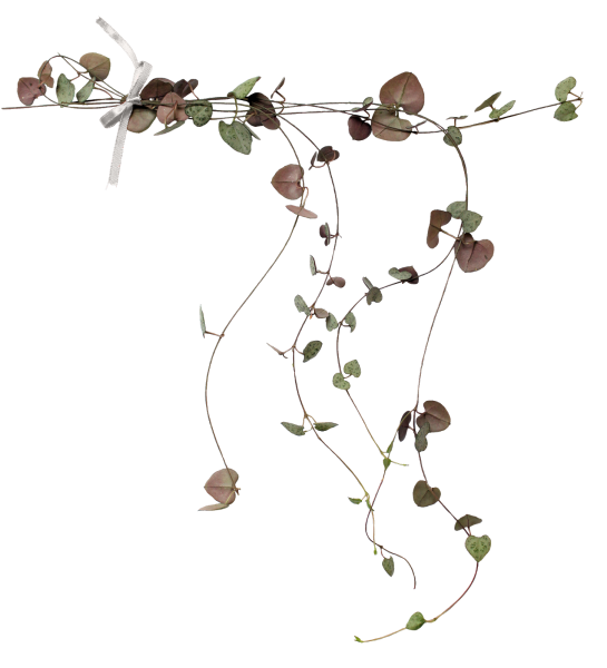 Засушенные цветы на прозрачном фоне