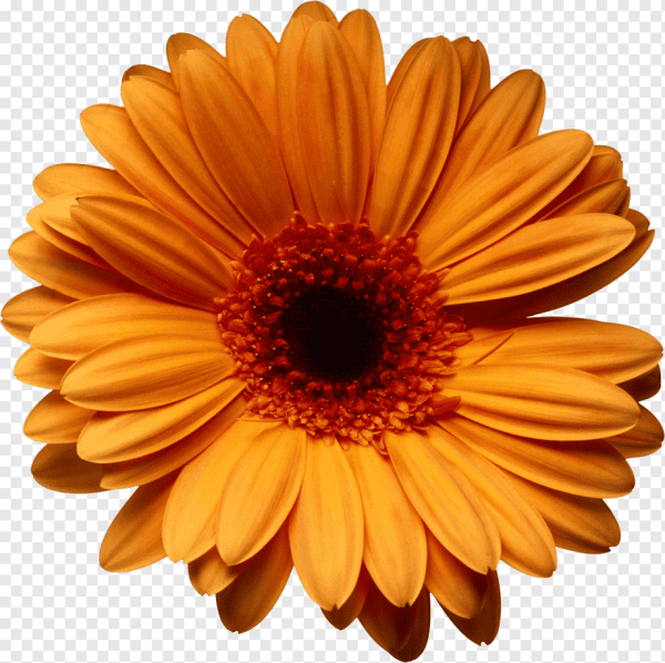 Хризантема Ромашковая оранжевая