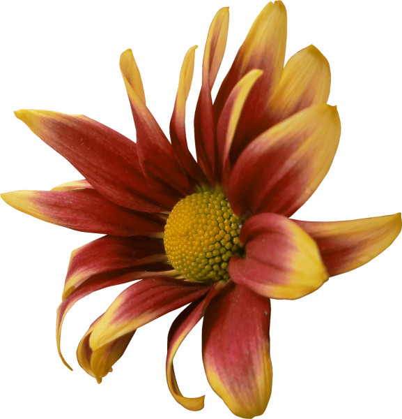 Коричневые цветы на прозрачном фоне