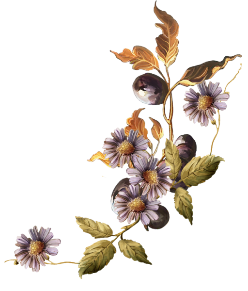 Засушенные цветы на прозрачном фоне
