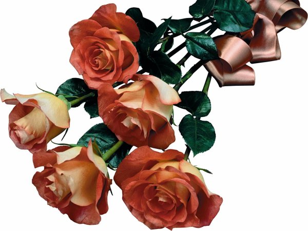 Цветы на прозрачной подложке