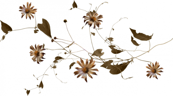 Коричневые цветы на прозрачном фоне