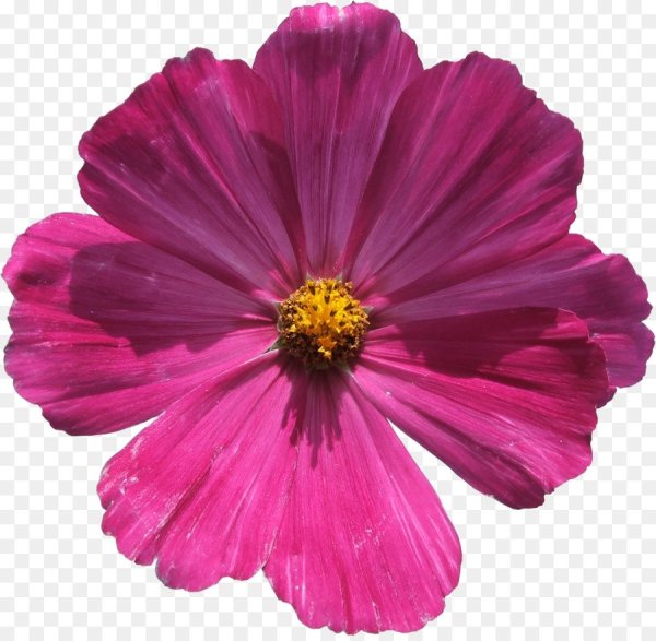 Космея на прозрачном фоне